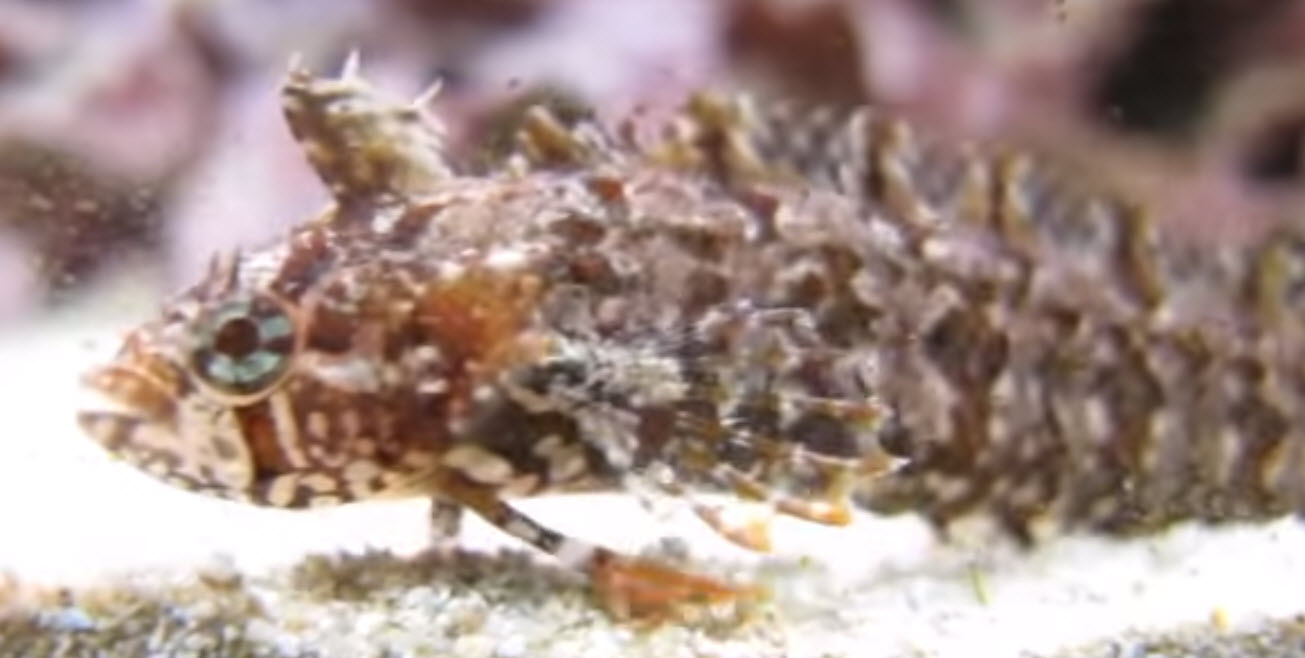 Clinitrachus argentatus_01191